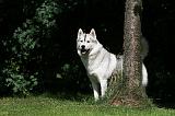 SIBERIAN HUSKY 979